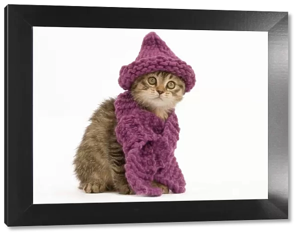 Cat - British longhair - 8 week old kittens wearing purple hat & scarf