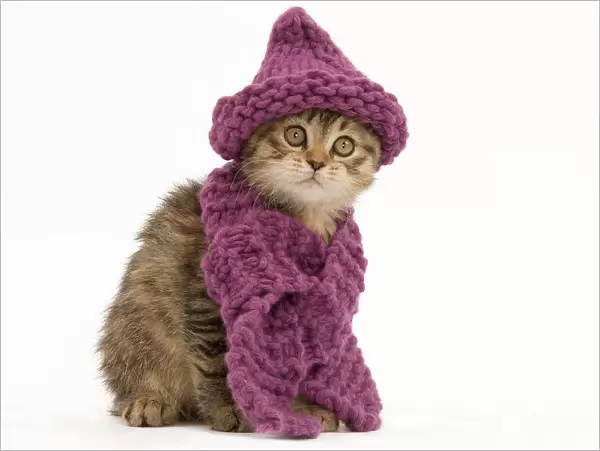 Cat - British longhair - 8 week old kittens wearing purple hat & scarf