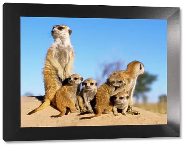 Suricate  /  Meerkat - babysitters with young Kalahari Desert, Namibia, Africa
