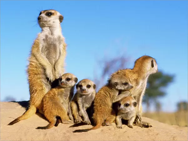 Suricate  /  Meerkat - babysitters with young Kalahari Desert, Namibia, Africa