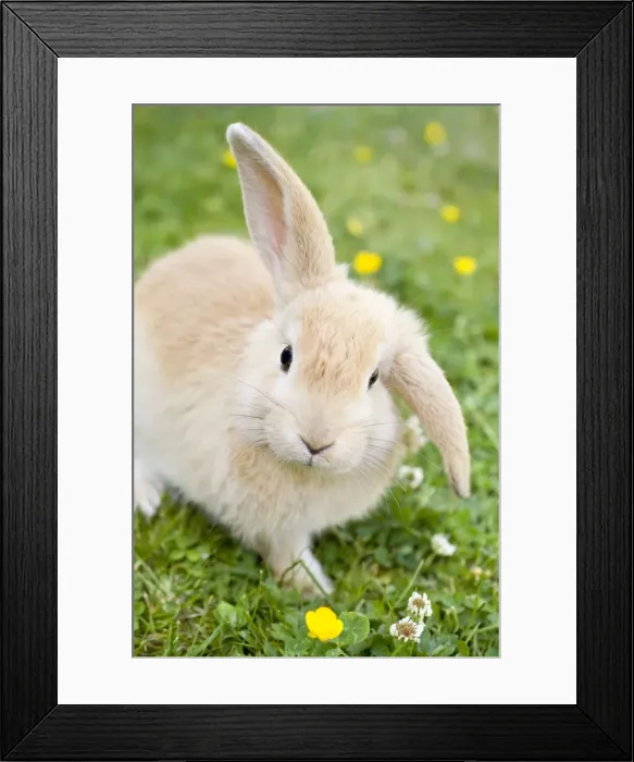 Framed Print : Rabbit - young on grass lawn amongst Buttercups - UK