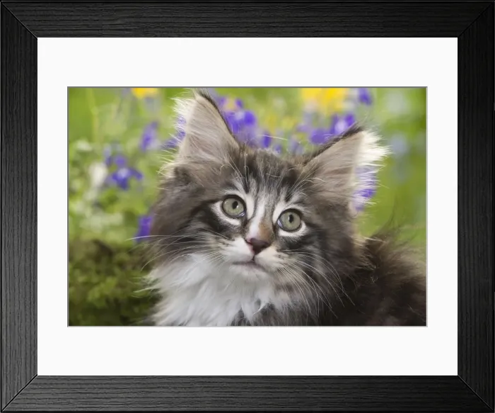 Framed Print : Cat - 8 week old Norwegian Forest kitten with flowers Framed Print : Cat - 8 week old Norwegian Forest kitten with flowers