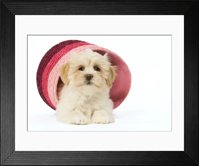 Framed Print : Dog - Lhasa Apso - puppy in pink raffia basket Framed Print : Dog - Lhasa Apso - puppy in pink raffia basket