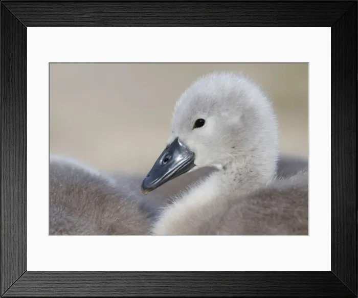 Framed Print : Mute Swans - chick - UK Framed Print : Mute Swans - chick - UK
