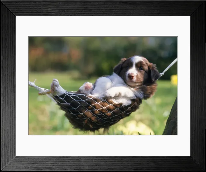 Framed Print : Border Collie Dog - puppy in hammock Framed Print : Border Collie Dog - puppy in hammock