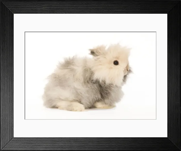 Framed Print : Rabbit - dwarf angora in studio Framed Print : Rabbit - dwarf angora in studio