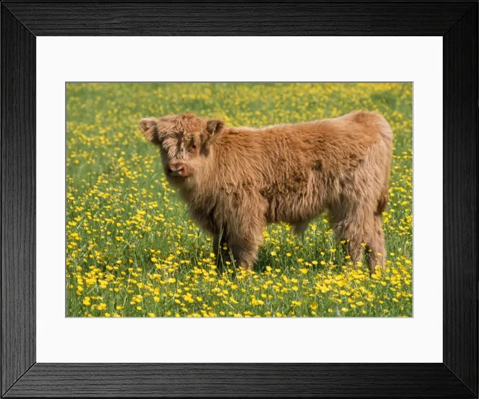 Framed Print : Highland Cattle