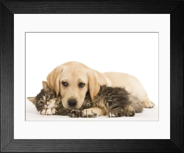 Framed Print : Cat & Dog - Labrador puppy and Norwegian Forest Cat kitten Framed Print : Cat & Dog - Labrador puppy and Norwegian Forest Cat kitten