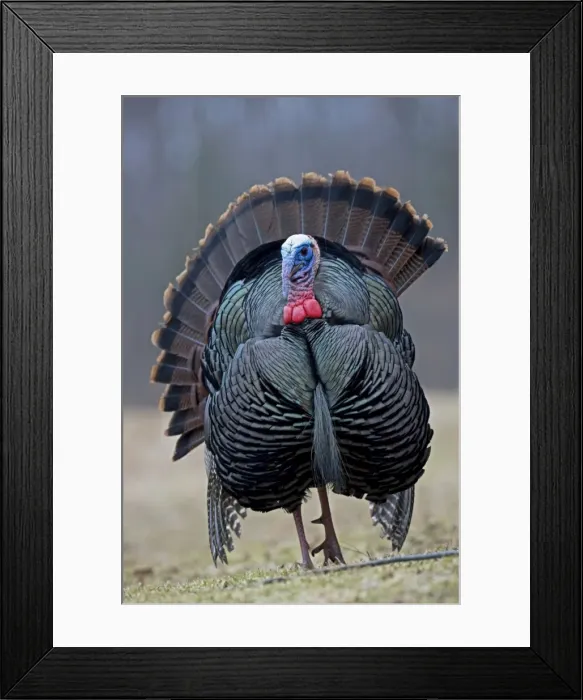 Framed Print : Wild Turkey (Meleagris gallopavo) - Male in display - New York - Widespread in the U. S. and Mexico - reintroduced in much of former range - largest gamebird in North America - birds of the open forest - forage mostly on the ground for seeds - nuts Framed Print : Wild Turkey (Meleagris gallopavo) - Male in display - New York - Widespread in the U. S. and Mexico - reintroduced in much of former range - largest gamebird in North America - birds of the open forest - forage mostly on the ground for seeds - nuts