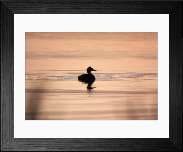 Framed Print : Great Crested Grebe - silhouette of bird on lake at twilight, Island of Texel, Holland Framed Print : Great Crested Grebe - silhouette of bird on lake at twilight, Island of Texel, Holland