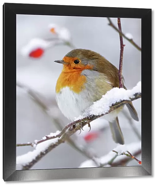European Robin - In winter with snow - Cleveland - UK (Two images stitched together in photoshop)