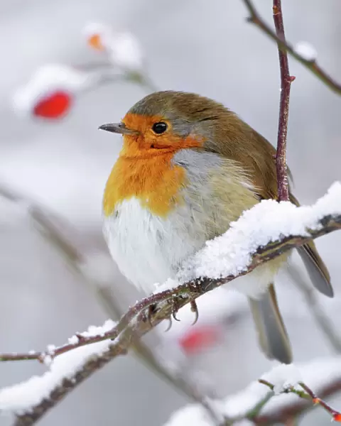 European Robin - In winter with snow - Cleveland - UK (Two images stitched together in photoshop)