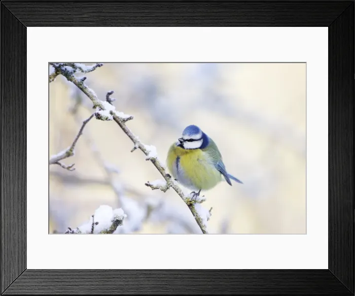 Framed Print : Blue Tit - Feathers puffed up to conserve heat in below freezing conditions - Cleveland - UK Framed Print : Blue Tit - Feathers puffed up to conserve heat in below freezing conditions - Cleveland - UK