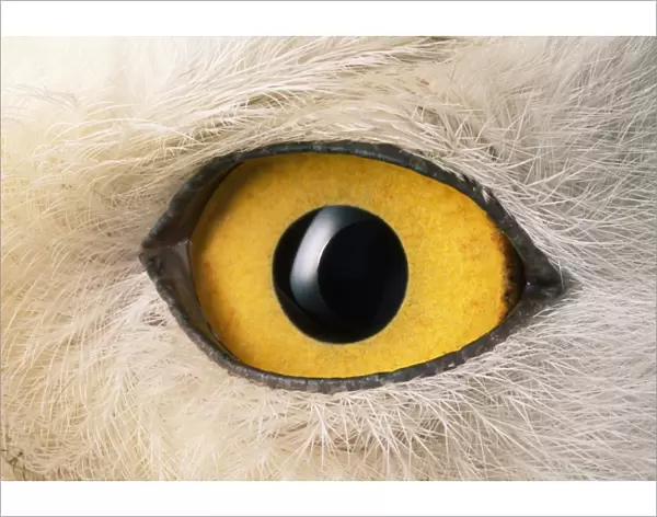 Snowy Owl - close-up of eye