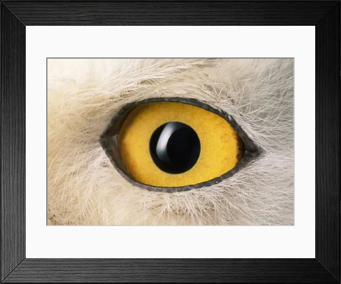 Framed Print : Snowy Owl - close-up of eye Framed Print : Snowy Owl - close-up of eye