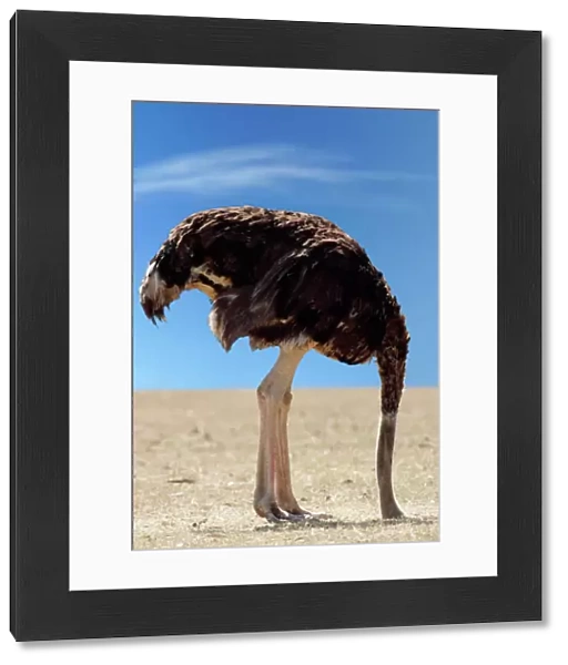 Ostrich - with head in sand Digital Manipulation: changed background to blue sky