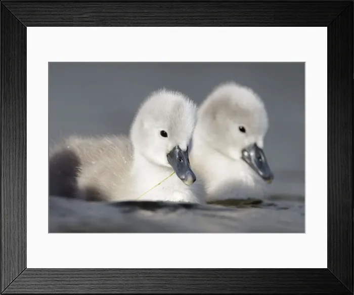 Framed Print : Mute Swan - two chicks a few days old - Cleveland - UK Framed Print : Mute Swan - two chicks a few days old - Cleveland - UK