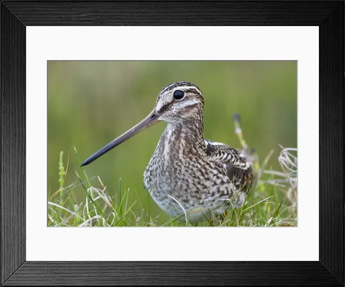Framed Print : Common Snipe - Close-up of single adult on ground in vegetation, North Uist, Outer Hebrides, Scotland, UK Framed Print : Common Snipe - Close-up of single adult on ground in vegetation, North Uist, Outer Hebrides, Scotland, UK