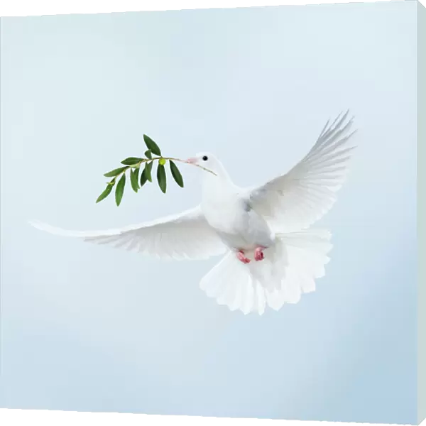 Dove - in flight carrying olive branch in beak Digital Manipulation: added olive branch (Su) & background