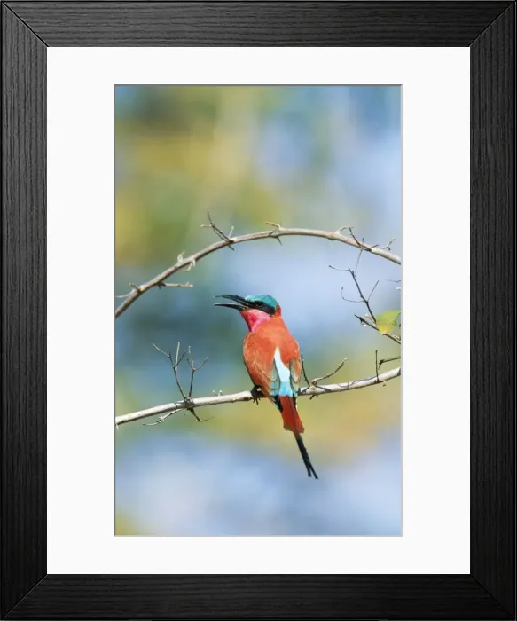 Framed Print : Carmine Bee-eater Perched on branch South Luangwa National Park, Zambia