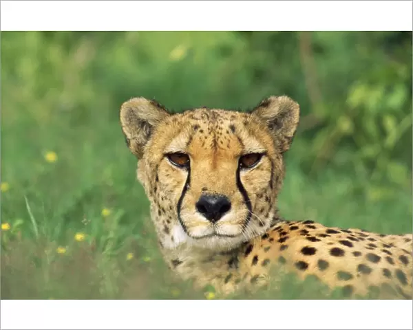 Cheetah - male, in rainy season with green vegatation. Namibia, Africa