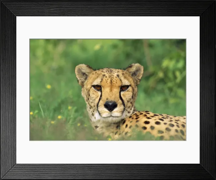 Framed Print : Cheetah - male, in rainy season with green vegatation. Namibia, Africa