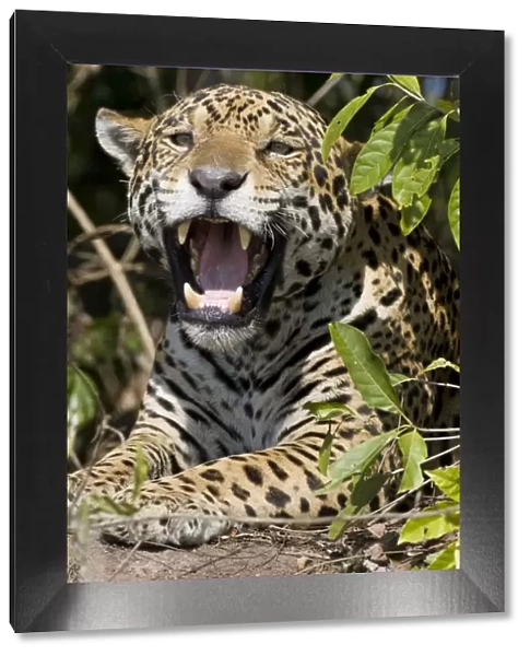 Jaguar - lying down yawning - Cuiaba River - Brazil *Digitally removed twig in foreground