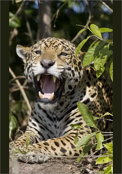 Jaguar - lying down yawning - Cuiaba River - Brazil *Digitally removed twig in foreground