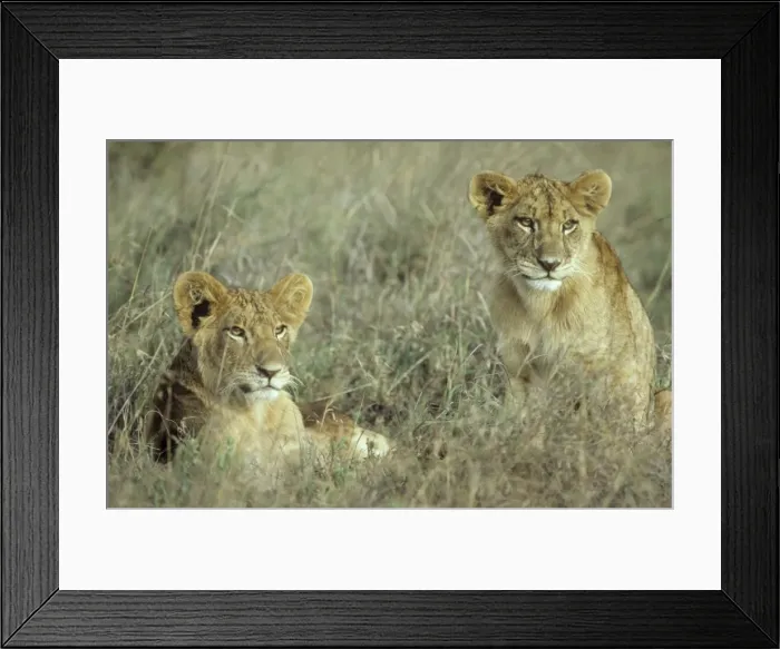 Framed Print : Lion - 2 cubs - resting - Nairobi National Park - Kenya Framed Print : Lion - 2 cubs - resting - Nairobi National Park - Kenya