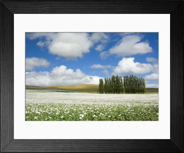 Framed Print : Opium poppy - a field of blooming opium poppies stretches as far as the eye can see. Beautiful blue sky, fluffy white clouds and a few trees complement the picture of a blooming landscape - Tasmania, Australia Framed Print : Opium poppy - a field of blooming opium poppies stretches as far as the eye can see. Beautiful blue sky, fluffy white clouds and a few trees complement the picture of a blooming landscape - Tasmania, Australia