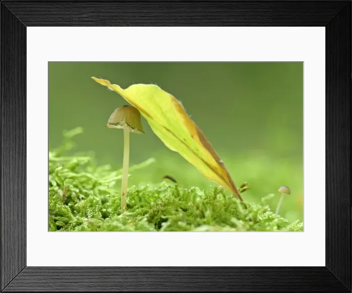 Framed Print : sheltered - a small and tiny fungus grows on a dead tree trunk. It is sheltered by an autumn coloured beech leaf which has fallen from a tree in the forest - Baden-Wuerttemberg, Germany Framed Print : sheltered - a small and tiny fungus grows on a dead tree trunk. It is sheltered by an autumn coloured beech leaf which has fallen from a tree in the forest - Baden-Wuerttemberg, Germany