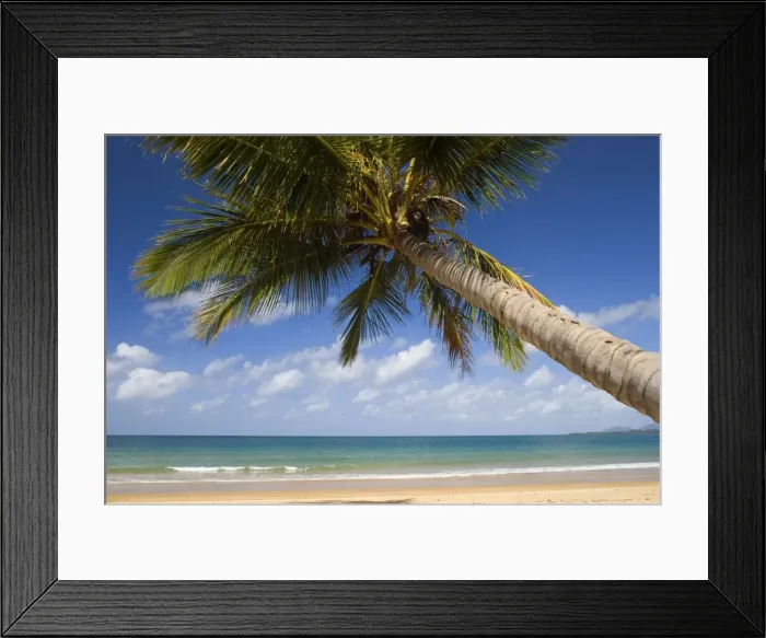Framed Print : Coconut palm - a single coconut palm grows on a white dream beach in tropical Queensland - Bingil Bay near Mission Beach, Queensland, Australia Framed Print : Coconut palm - a single coconut palm grows on a white dream beach in tropical Queensland - Bingil Bay near Mission Beach, Queensland, Australia
