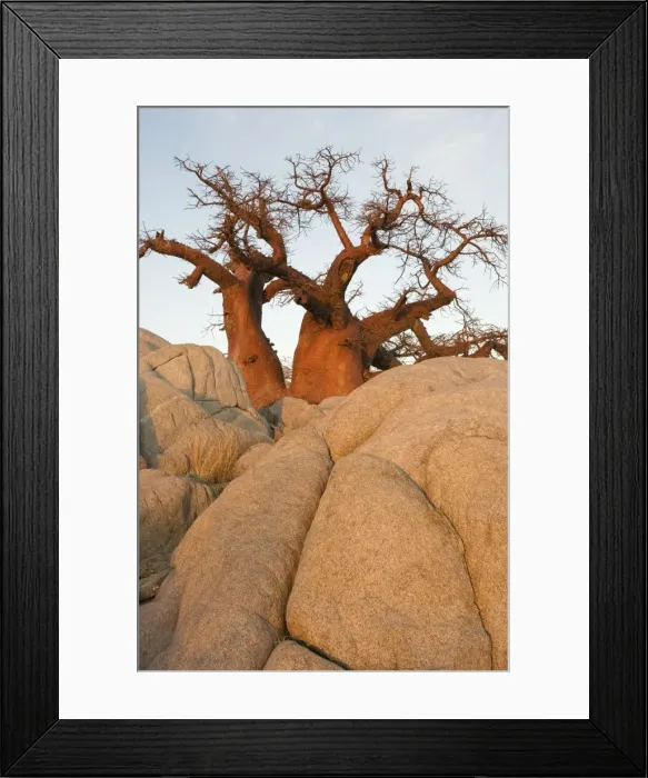 Framed Print : Baobab - In the early morning at the isolated Kubu Island, a mysterious rock island at the western edge of Sowa Pan, a salt pan which is part of the vast Makgadikgadi Pans, Botswana Framed Print : Baobab - In the early morning at the isolated Kubu Island, a mysterious rock island at the western edge of Sowa Pan, a salt pan which is part of the vast Makgadikgadi Pans, Botswana