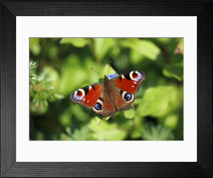 Framed Print : Butterfly, Peacock - resting on flower in garden, Lower Saxony, Germany Framed Print : Butterfly, Peacock - resting on flower in garden, Lower Saxony, Germany