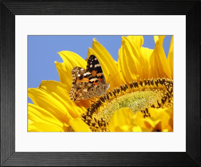 Framed Print : Butterfly, Painted Lady - feeding on sunflower head, Lower Saxony, Germany Framed Print : Butterfly, Painted Lady - feeding on sunflower head, Lower Saxony, Germany