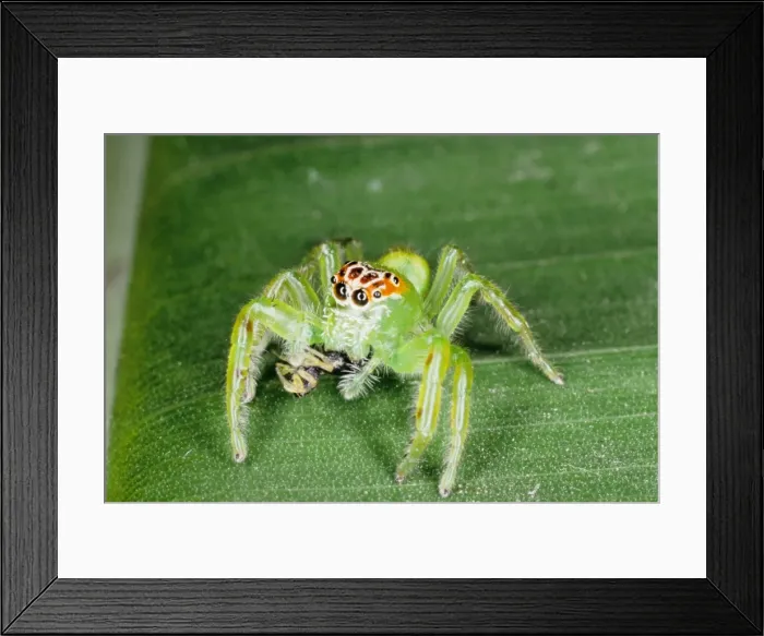 Framed Print : Jumping spiders (family Salticidae) are common inhabitants of houses and gardens in tropical Australia. This one has just caught an insect and is beginning to feed on it. Townsville, Queensland, Australia Framed Print : Jumping spiders (family Salticidae) are common inhabitants of houses and gardens in tropical Australia. This one has just caught an insect and is beginning to feed on it. Townsville, Queensland, Australia