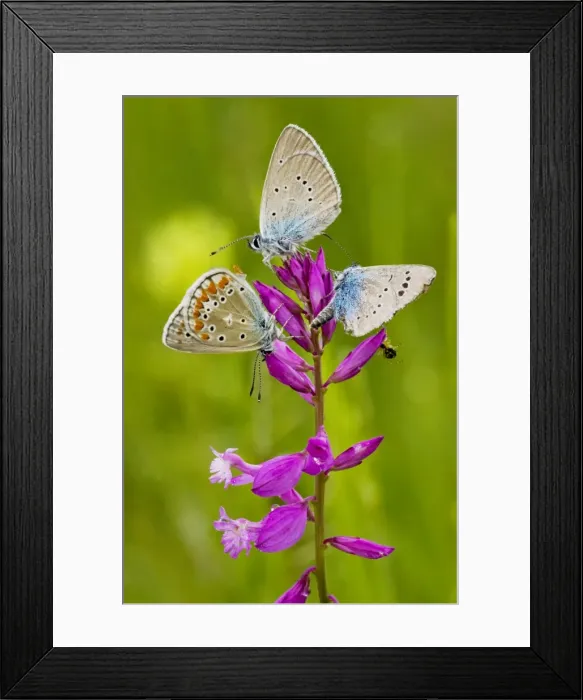 Framed Print : Great Milkwort - with mainly Mazarine Blues butterflies Framed Print : Great Milkwort - with mainly Mazarine Blues butterflies