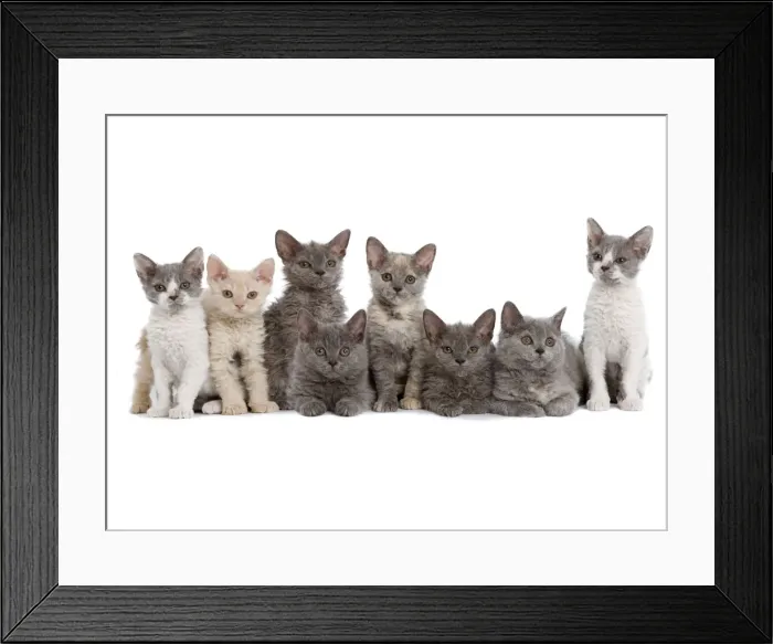 Framed Print : Cat - line of kittens in studio Framed Print : Cat - line of kittens in studio
