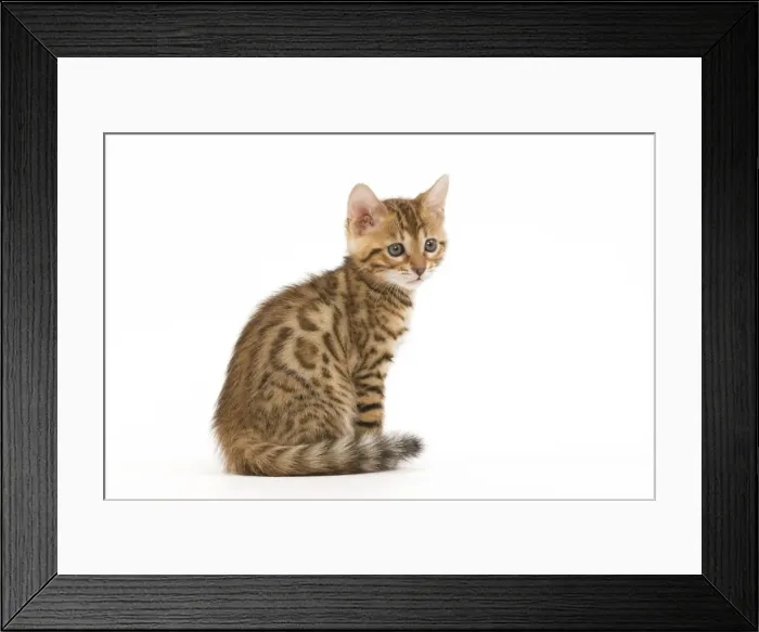 Framed Print : Cat - 8 week old Bengal kitten - sitting in studio Framed Print : Cat - 8 week old Bengal kitten - sitting in studio