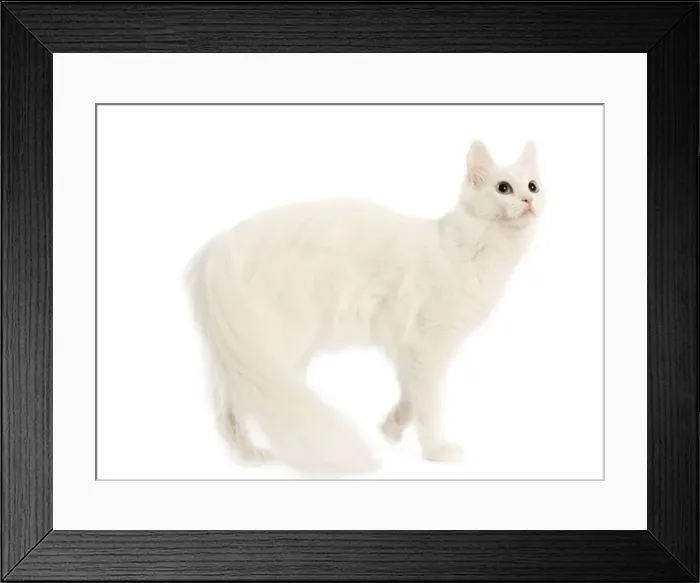 Framed Print : Cat - Turkish Angora in studio Framed Print : Cat - Turkish Angora in studio