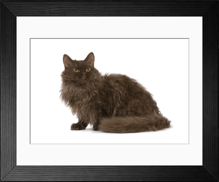 Framed Print : Cat - Selkirk Chocolate in studio Framed Print : Cat - Selkirk Chocolate in studio