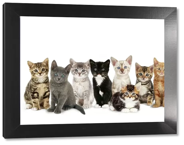 Cat - kittens line-up Digital Manipulation: Cats: JD-13392. JD-19530. JD-19878. JD-13867. JD-19602. JD-20689. JD-19119
