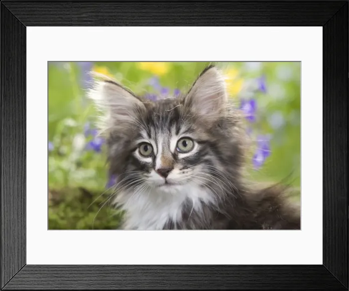 Framed Print : Cat - 8 week old Norwegian Forest kitten with flowers Framed Print : Cat - 8 week old Norwegian Forest kitten with flowers