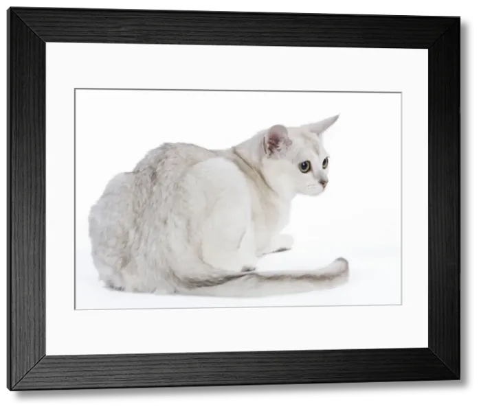 Framed Print : Burmilla Cat - 6 month old kitten in studio Framed Print : Burmilla Cat - 6 month old kitten in studio