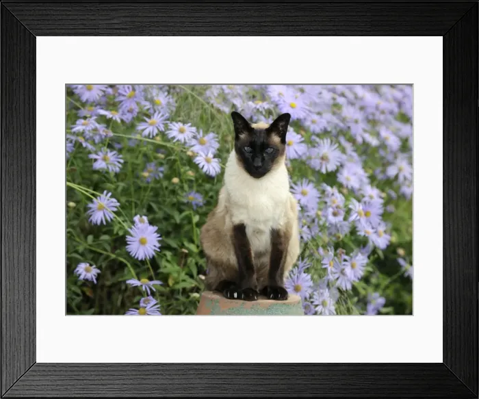 Framed Print : CAT. Siamese x Balinese Seal Point Framed Print : CAT. Siamese x Balinese Seal Point