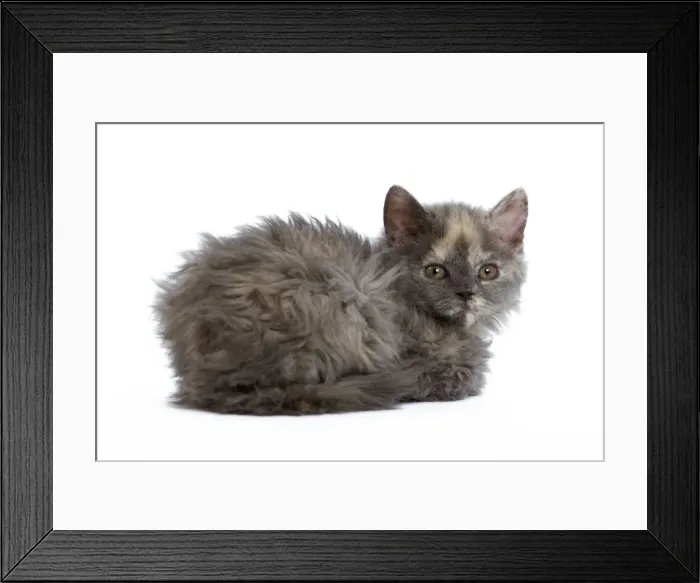 Framed Print : Cat - Selkirk Rex kitten in studio Framed Print : Cat - Selkirk Rex kitten in studio
