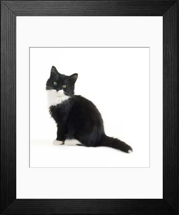 Framed Print : Black & White Cat - kitten Framed Print : Black & White Cat - kitten