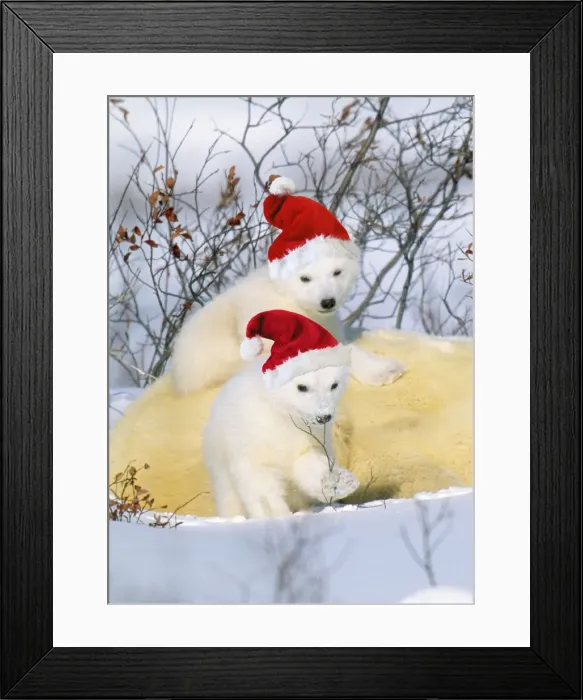 Framed Print : Polar Bear - with young wearing Christmas hats Digital Manipulation: Hats (Su) Framed Print : Polar Bear - with young wearing Christmas hats Digital Manipulation: Hats (Su)