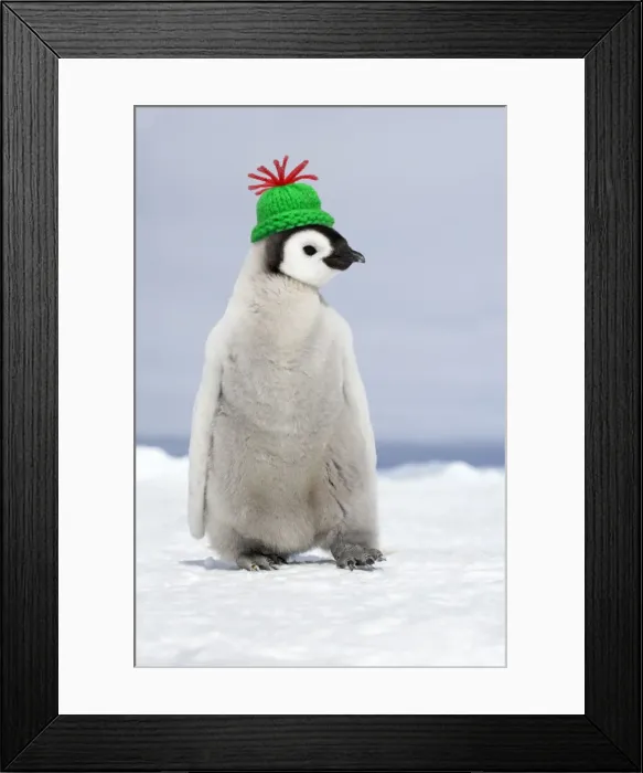 Framed Print : Emperor Penguin - wearing woolly hat - Snow Hill Island Antarctica Digital Manpipulation: Hat Su Framed Print : Emperor Penguin - wearing woolly hat - Snow Hill Island Antarctica Digital Manpipulation: Hat Su