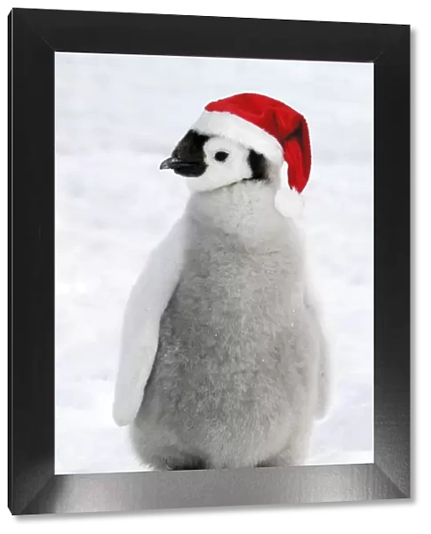 Emperor Penguin - Young wearing Christmas hat. Digital Manipulation: Hat (Su)